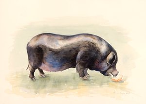 Italian Black Pig, 2014 by Alison Cooper
